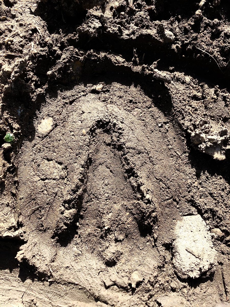 hoovesontrack's tweet image. Found a good one this morning. Love a barefoot hoof print. #barefoothorses #equinepodiatry #tracksystem