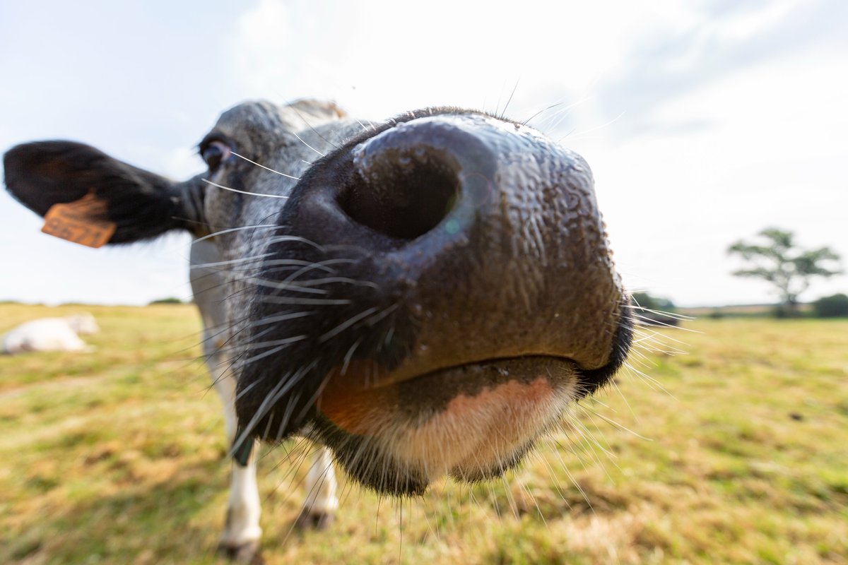 departement59's tweet photo. Le Nord bientôt de retour au @Salondelagri ! 🐮
Le Département sera aux côtés de nos éleveurs pour représenter l'excellence du #MadeIn59 dans la plus grande ferme de France. Rendez-vous dès le 26 février👉 https://t.co/N5SJjDWQGc #SIA2022 https://t.co/zmIEnb4JU3