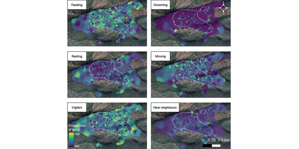 ESAEcosphere's tweet photo. Endangered #SamangoMonkeys change where and how they forage &amp; feed in response to perceived #PredationRisk

https://t.co/Hgx5u8YY2o

#LandscapeOfFear #BehavioralEcology #OpenAccess

@NicolaKoyama @Prof_R_Hill @LJMU https://t.co/NkEK0o2k8T