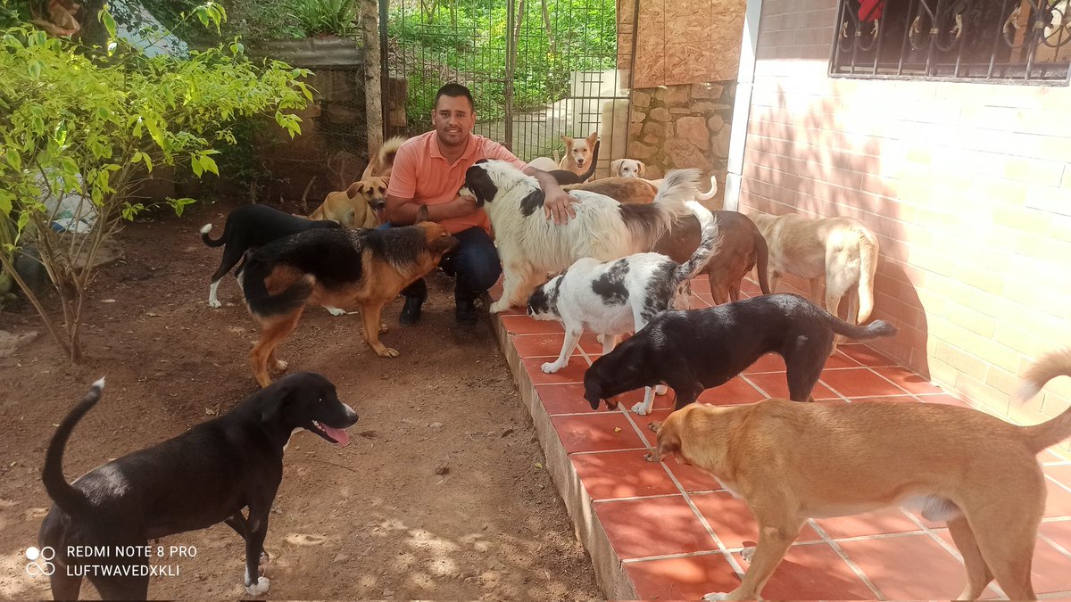 luftwavedxkli's tweet photo. Hola amigos, en este hilo quiero compartirles mi historia. Vivo en #Bucaramanga #Santander y tengo una fundación que ayuda animales en condición de maltrato y abandono y se llama @FndDamascol.⤵️ https://t.co/0ZsHtlbY1v