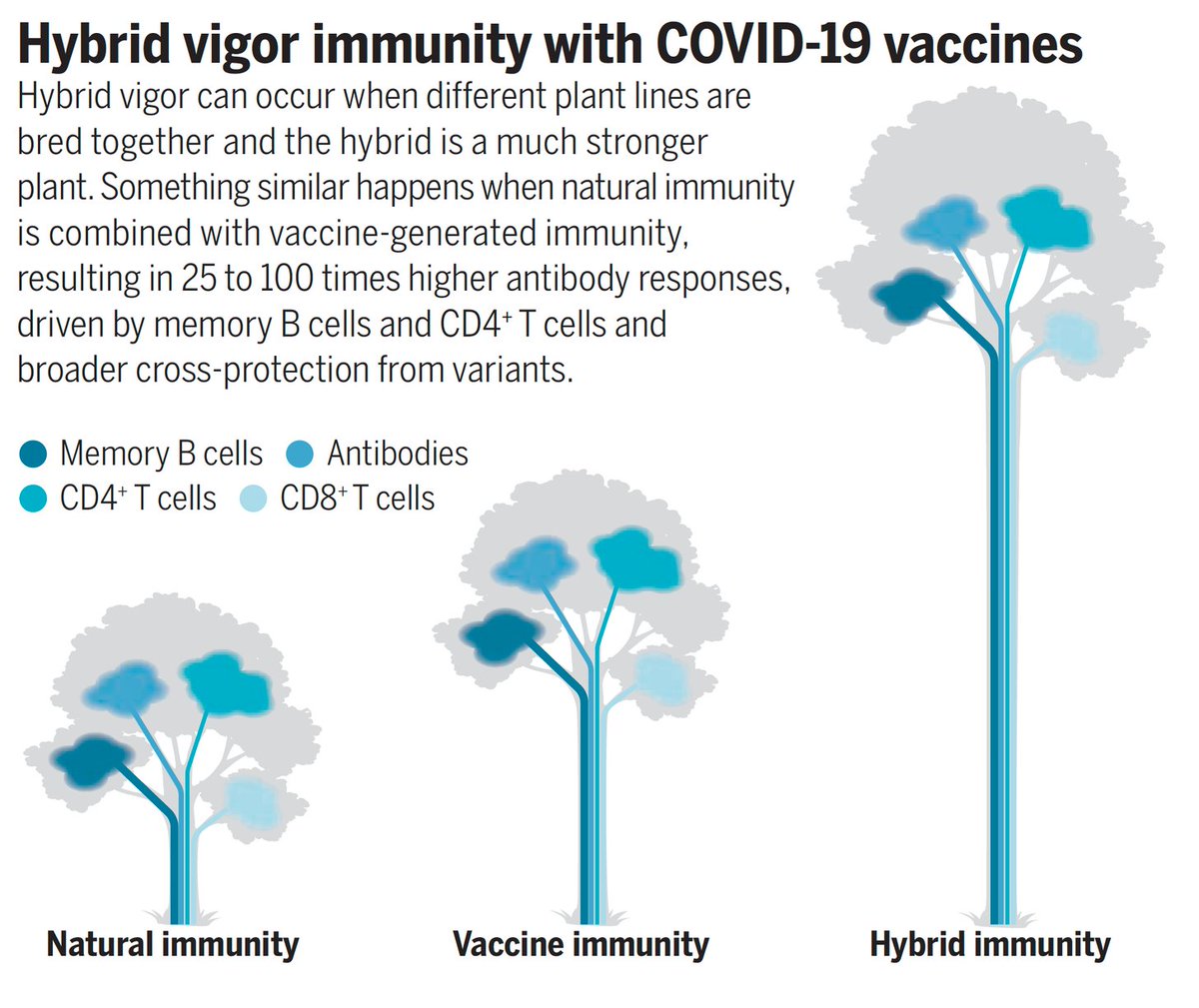 En mi opinión (aunque puedo estar equivocado), las personas vacunadas (2 dosis) y que hayan pasado la infección (inmunidad híbrida), deberían ser consideradas "totalmente vacunadas", siendo equiparables a aquellas que hayan recibido la 3ª dosis o dosis de refuerzo.
¿Qué opinais?