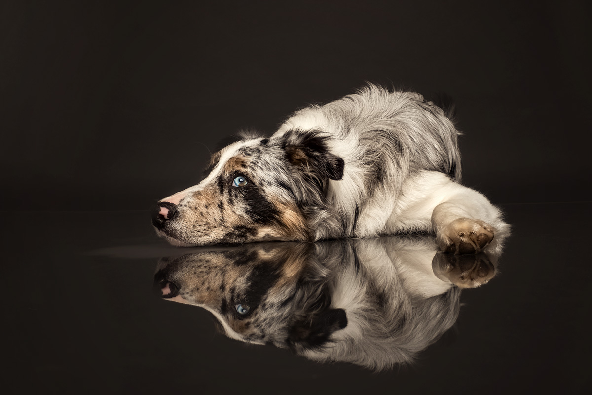 Sometimes it's the simple things that make my job easier - a simple piece of perspex, a relaxed dog, and you have the perfect reflection. #lovedogs #dogphotography #thegloucesterdogphotographer