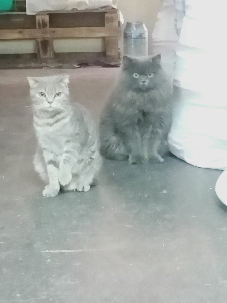 oğlum duman kızım şeker yine oğlum rody ve kızım zelişin #DünyaKedilerGünü gününü kutluyorum 😍😍