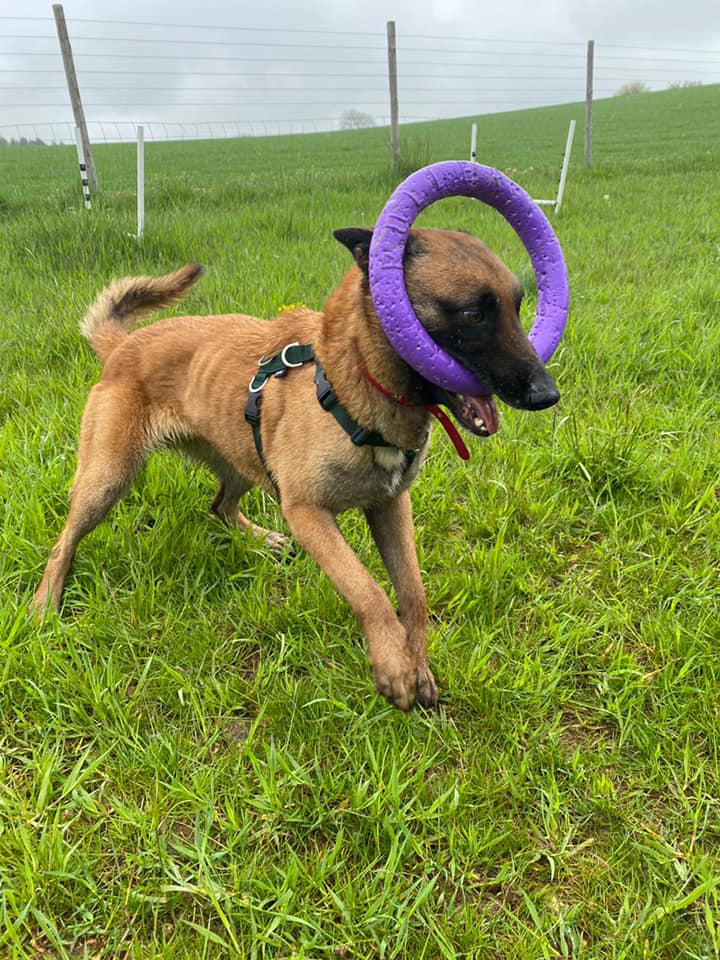 gsrescueelite's tweet photo. Ceasar is 5yrs old and this boy is a typical #Malinois, He is a friendly and happy lad who can live with older kids but needs careful intros to other #dogs 
#germanshepherd #Essex 
https://t.co/Wp2wNbF6ca https://t.co/5pwcDMBtIn