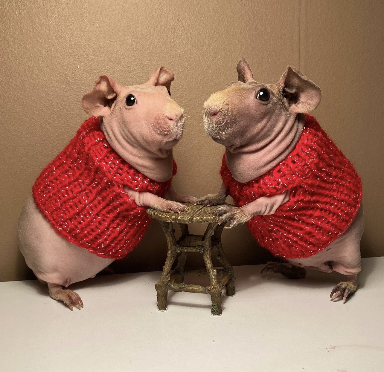 Emily on X if you re feeling depressed let me humbly introduce you to these pictures from an etsy shop in sweden that exclusively makes sweaters for guinea pigs https t 0t1mYF7GLw X