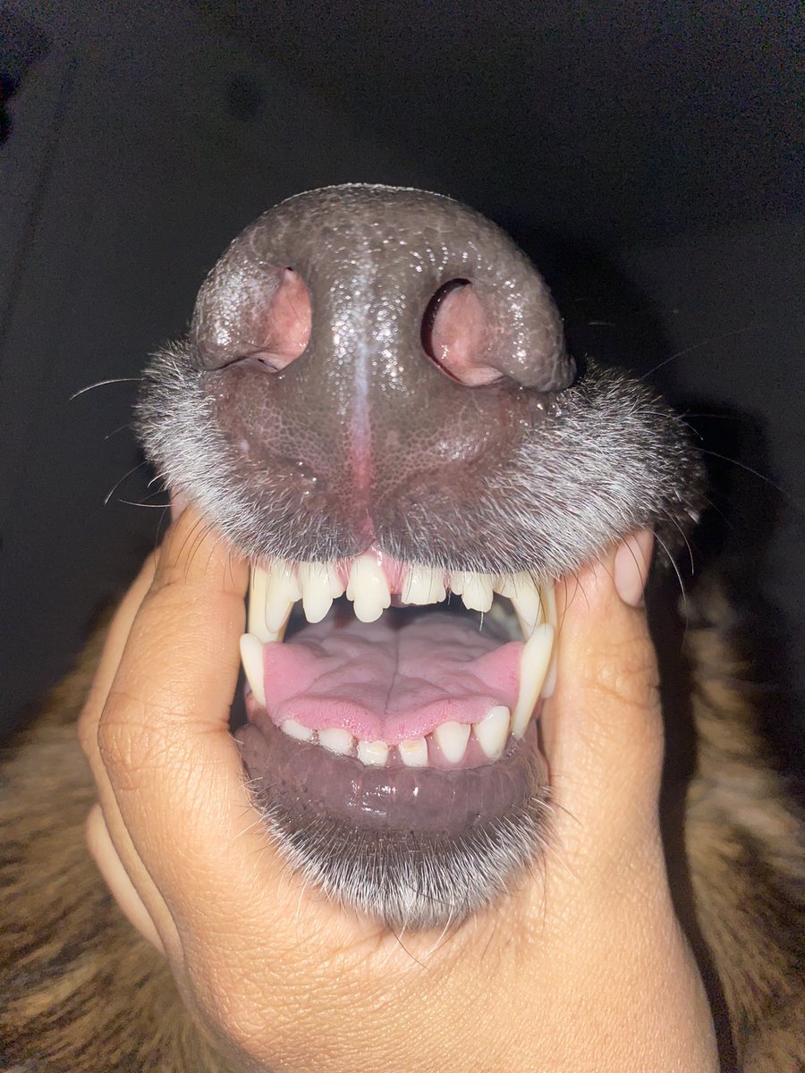 Jasmine chipped a tooth to the vet we go 🥲#dogsoftwitter #dogs #DogsBehavingVeryBadly