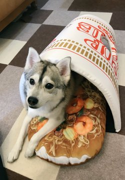 愛犬にカップヌードルを与えてみた結果 ひょこっとお顔を出すまさかのコラボが面白かわいい ねとらぼ