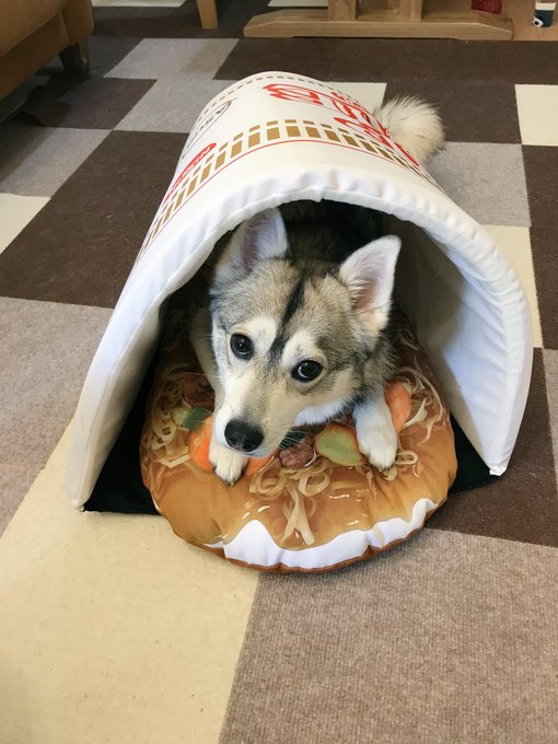 犬にカップヌードルを与えてみた えっ 予想外の楽しそうな カップいぬードル に歓喜の声 まいどなニュース