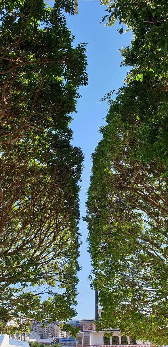 Trees #Crownshyness #Naturepic #TwitterNatureCommunity