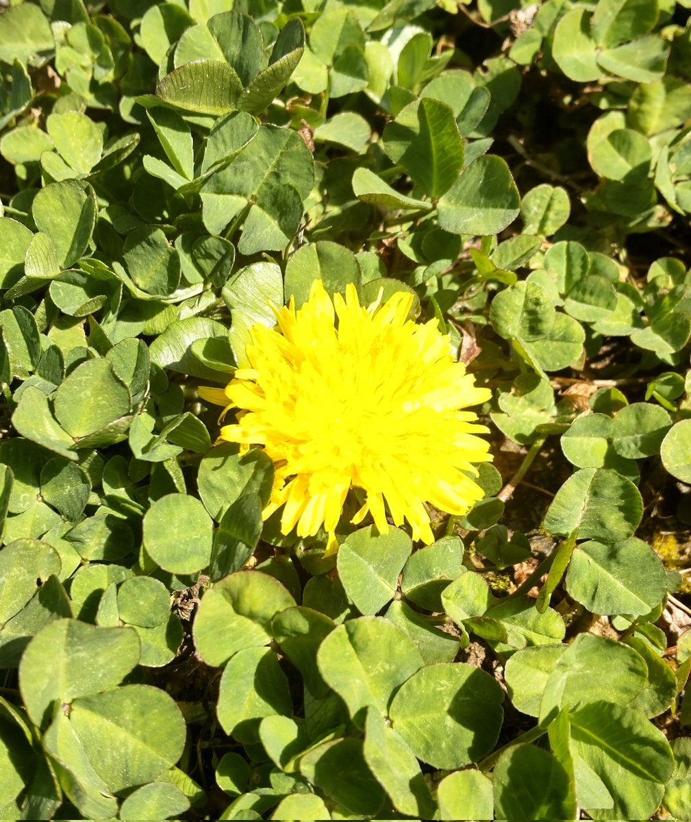 🌸まみ🌸(よっし〜♡) tweet media