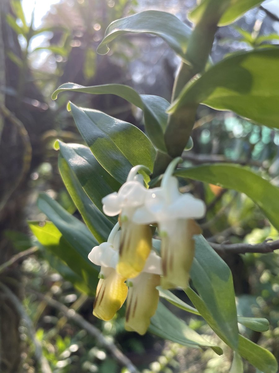 #wild #orchids of #Cambodia Kulen Mountain Orchid Centre, in #SiemReap #AccessBenefitSharing project. #NagoyaProtocol  @EnvCambodia @UNDPCambodia va