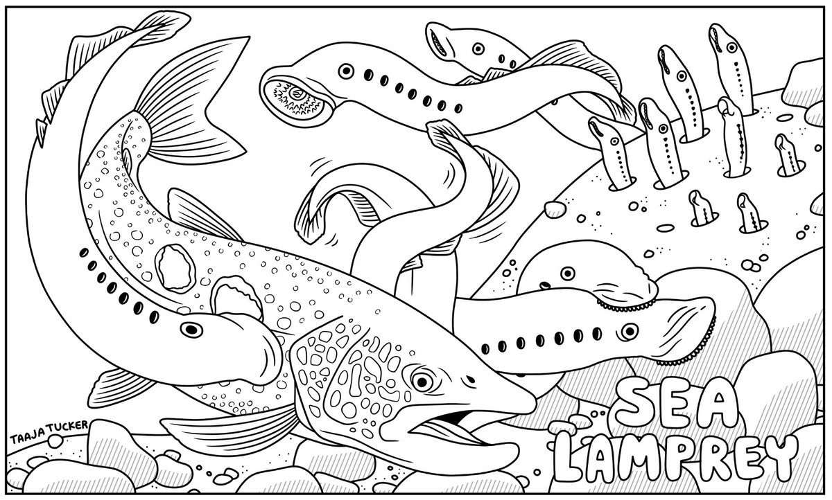 I almost forgot! I made a sea lamprey coloring sheet too! What a week! #InvSpWk
taajatucker.com/coloringsheets