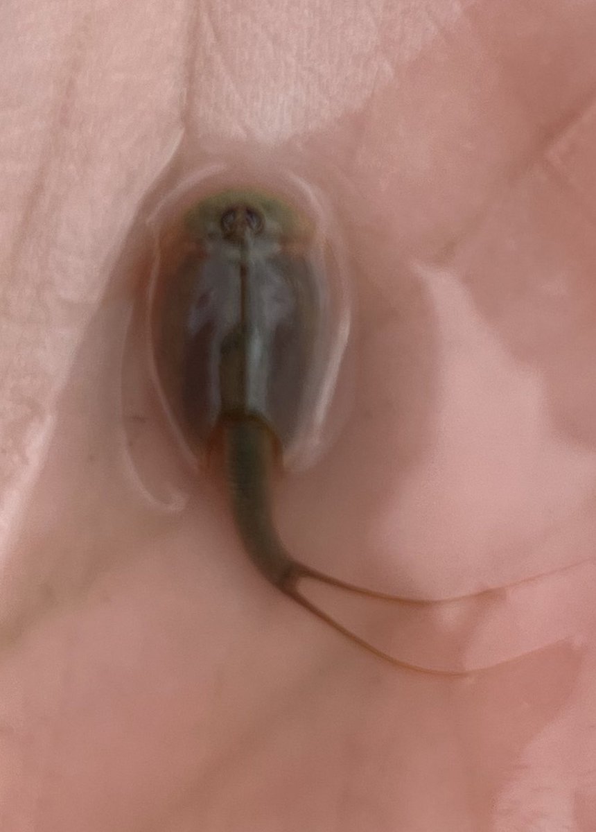 BlackEarthAgro's tweet photo. Does anyone know what this is? https://t.co/FG0KhtdirD