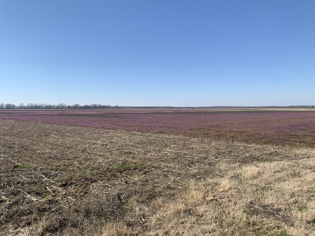 TBararpour's tweet photo. Effect of tillage on Henbit population (3-3-2023) ⁦@MSUExtService⁩ ⁦@MSU_AG⁩ ⁦@mscrops⁩ https://t.co/buqc0Lc15o