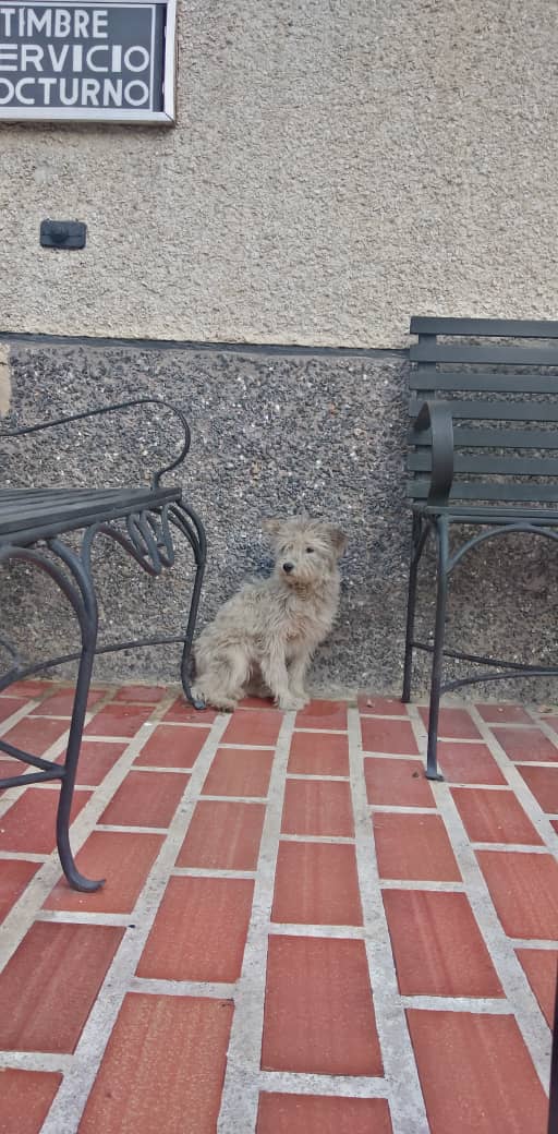 Hoy desde las 7 am peinando toda la zona y no la encontramos. Supimos de su historia triste por algunos vecinos y ahora más que nunca deseo rescatarla para curar su corazón que no sabe más que de dolor y maltratos. Mañana de nuevo caminaremos el centro .