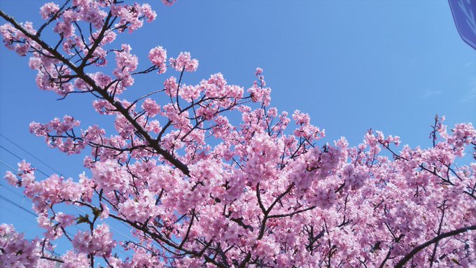 今日は桜を見にぶらり外出。 