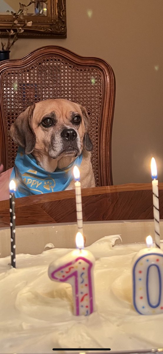 Rascal the Puggle tweet media