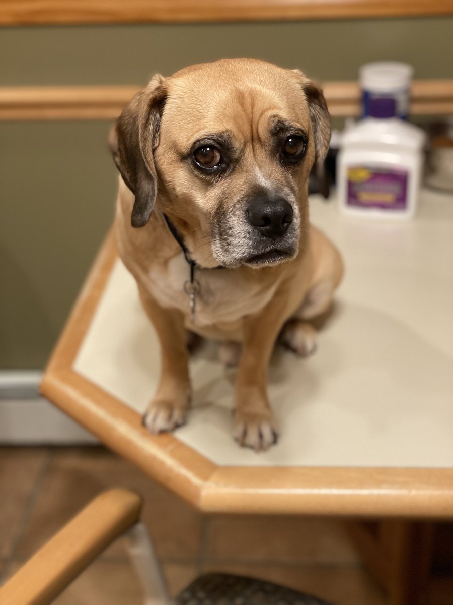 Rascal the Puggle tweet media