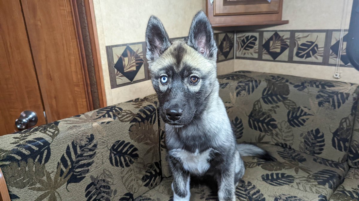 Gone2theSnowDog's tweet image. Eleanor got to check out the Travel Trailer! I needed some photos for an upcoming blog with Jayco.  She seemed to like it!  I can't wait to take her camping!  #jaycoambassador #jaycorv #dogsoftwitter #twitterdogcommunity #twitterdogs