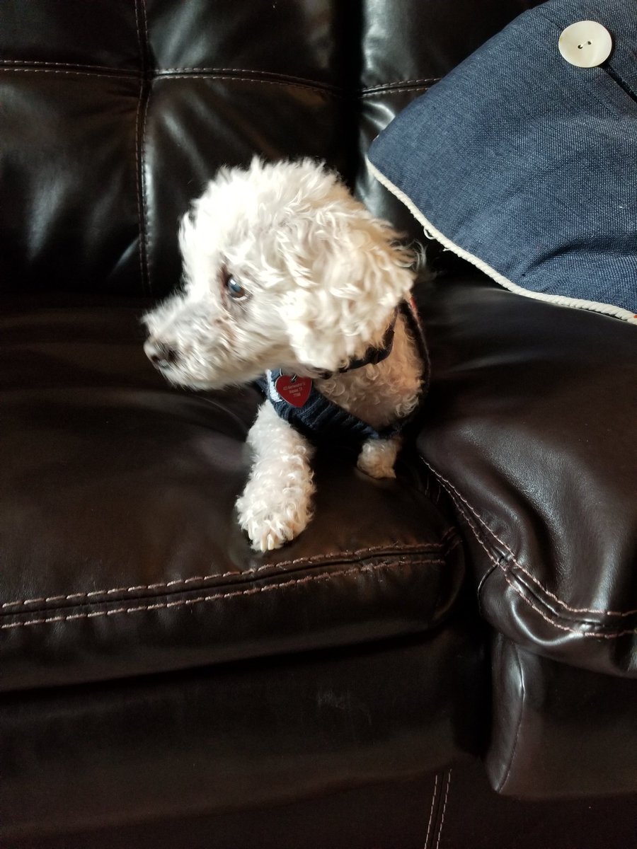MeghanBeaudry1's tweet photo. Wilbur is celebrating #InternationalTripawdDay. #3LeggedDog https://t.co/pSTrm02o6R