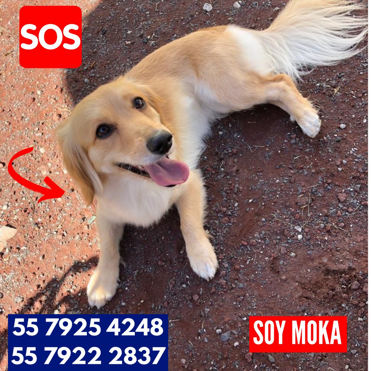 #EXTRAVIADA MOKA
SE PERDIO EN : 📌 CALLE GARZAS #40 , ATIZAPAN DE ZARAGOZA, EDO. MEX
SI LA VES O TIENES ALGUNA INFORMACIÓN LLAMA A 📞 : 
55 7925 4248
55 7922 2837