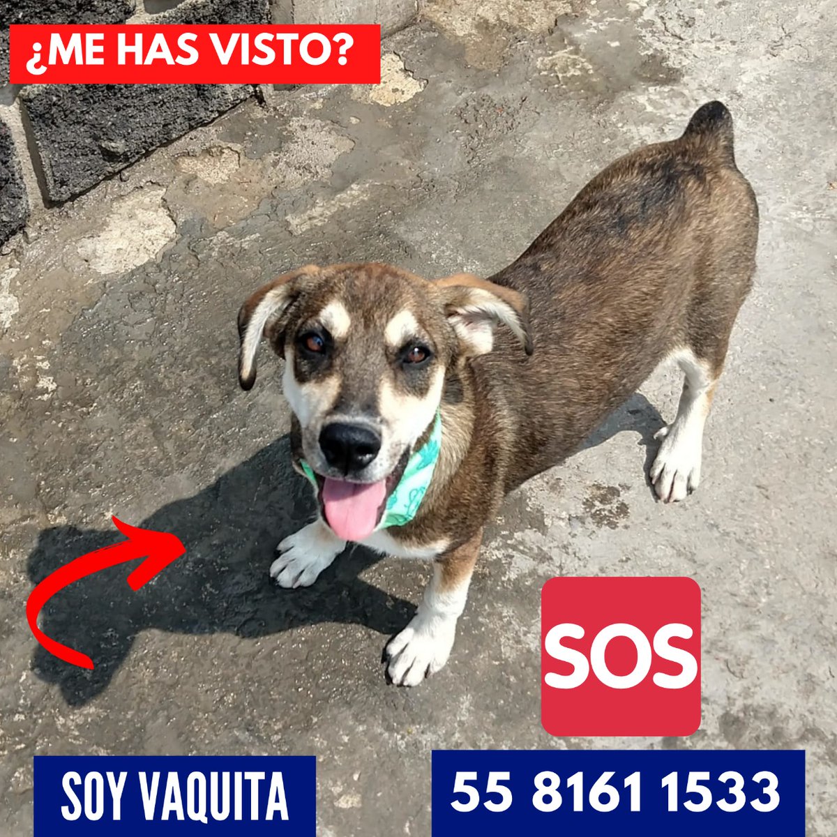 #EXTRAVIADO VAQUITA 🐕🐶
SE PERDIO POR : 📌METRO CONSTITUCIÓN DE 1917📌
SI LO VES O TIENES ALGUNA INFORMACIÓN LLAMA A 📞: 
55 8161 1533