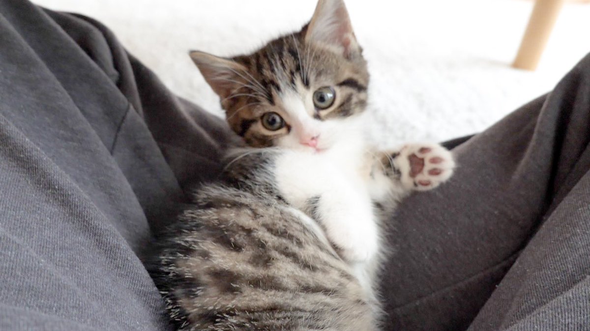 TinyKit38353930's tweet photo. そんな目で見られたら、出勤できへんやんけ...
If you see it like that, I can't go to work ...
#猫  #子猫  #cat  #kitten https://t.co/HtnojnSDkp