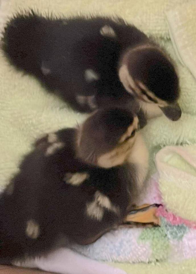 strixvaria's tweet photo. Wildlife lovers brought us seven Muscovy ducklings from Lake Ella this week. 

Ducklings can walk, swim and eat on their own. Mother is always nearby protecting them. We drove these babies back home.

PLEASE call us for advice before you bring a baby bird to us:  850.627.4151. ❤️ https://t.co/wCXhHRNeZ6