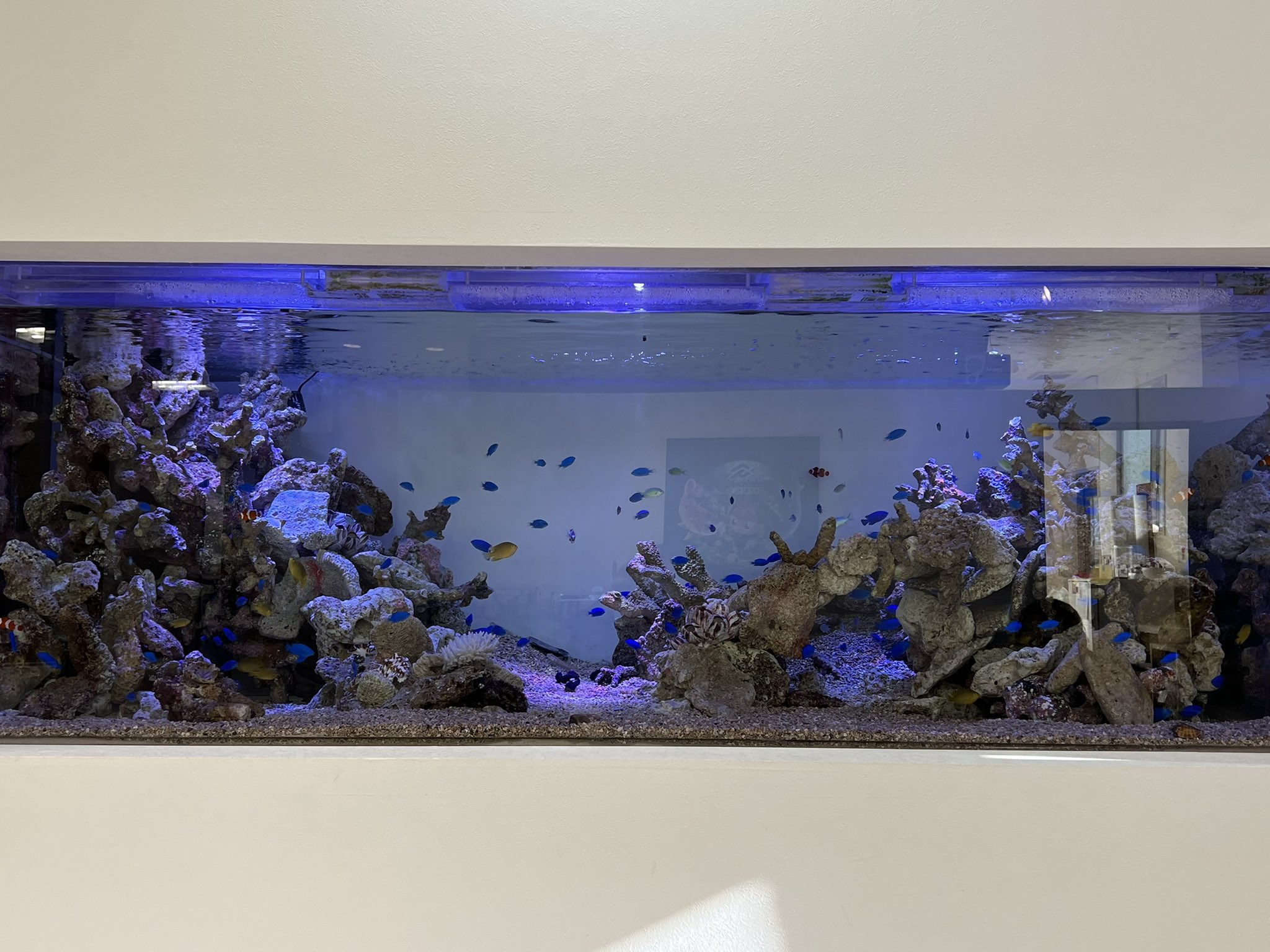 Aquarium Store Rest みなさん こんにちは 先日リセットした 海水水槽のレイアウトが完成しました T Co Qxroq3hb9y Twitter