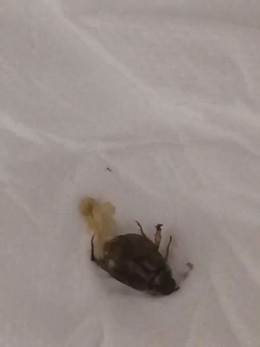 IsraSOG's tweet photo. @bichostw me podrías ayudar identificando qué insecto es este? Lo encontré dentro de mi casa. https://t.co/pvoa1KLKme