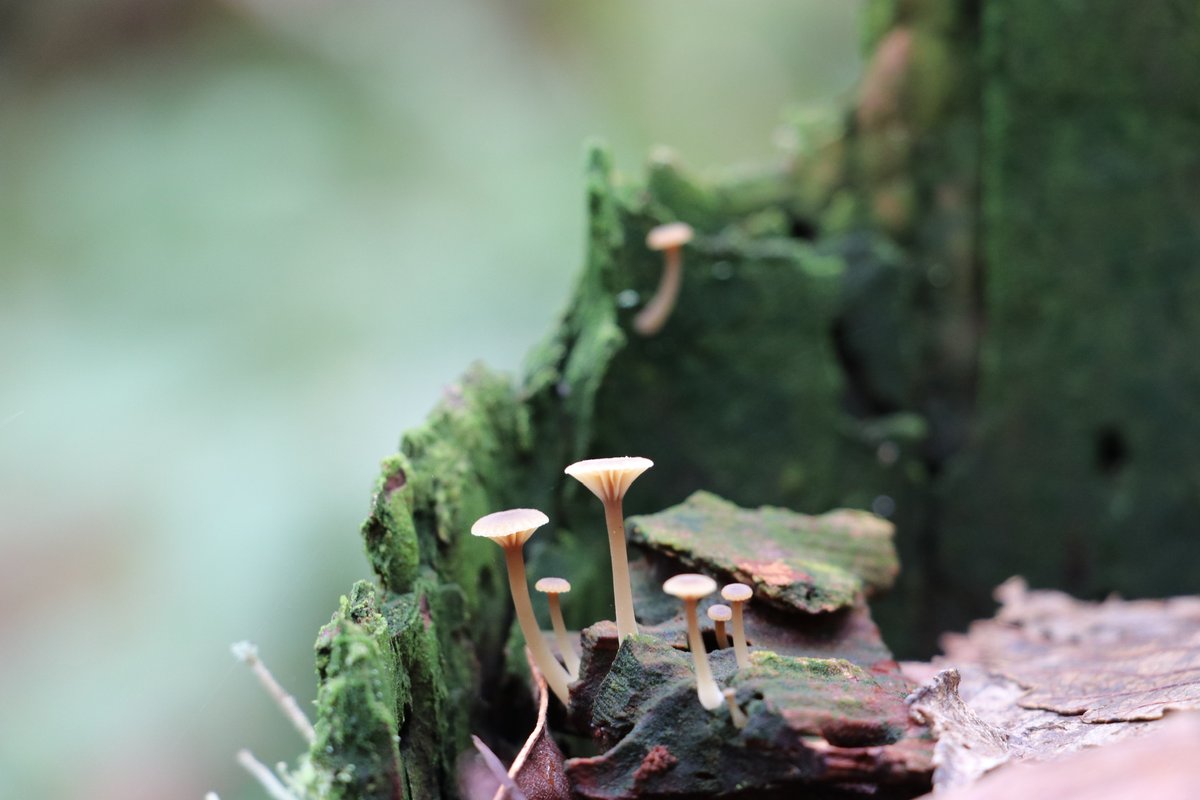 this stump held my attention for quite a while