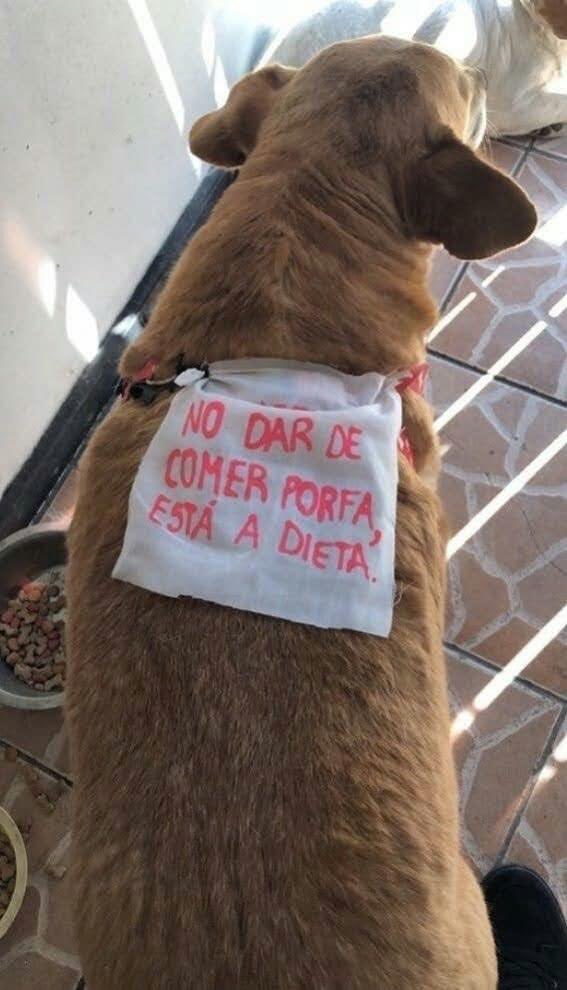 perritos_qctd's tweet photo. https://t.co/inq7kaaUCq