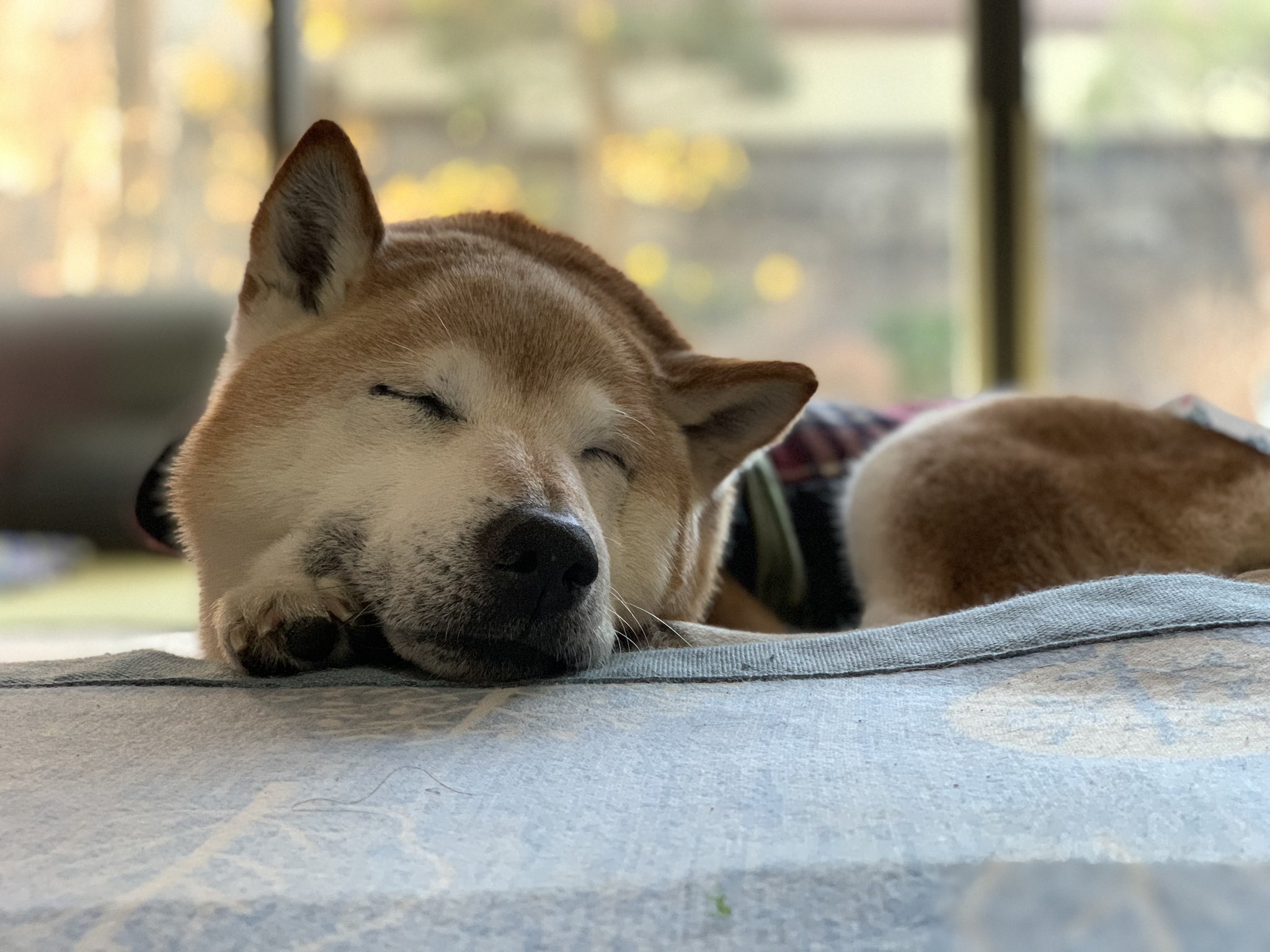 しこ 今日の健太氏 春眠暁を覚えず お漏らししちゃうほどに 柴犬 熊柴 Shiba 老犬 16歳 おじいワン お漏らししたってええじゃないか ただオムツは全部受け止めてください T Co Ymqhwdangq Twitter