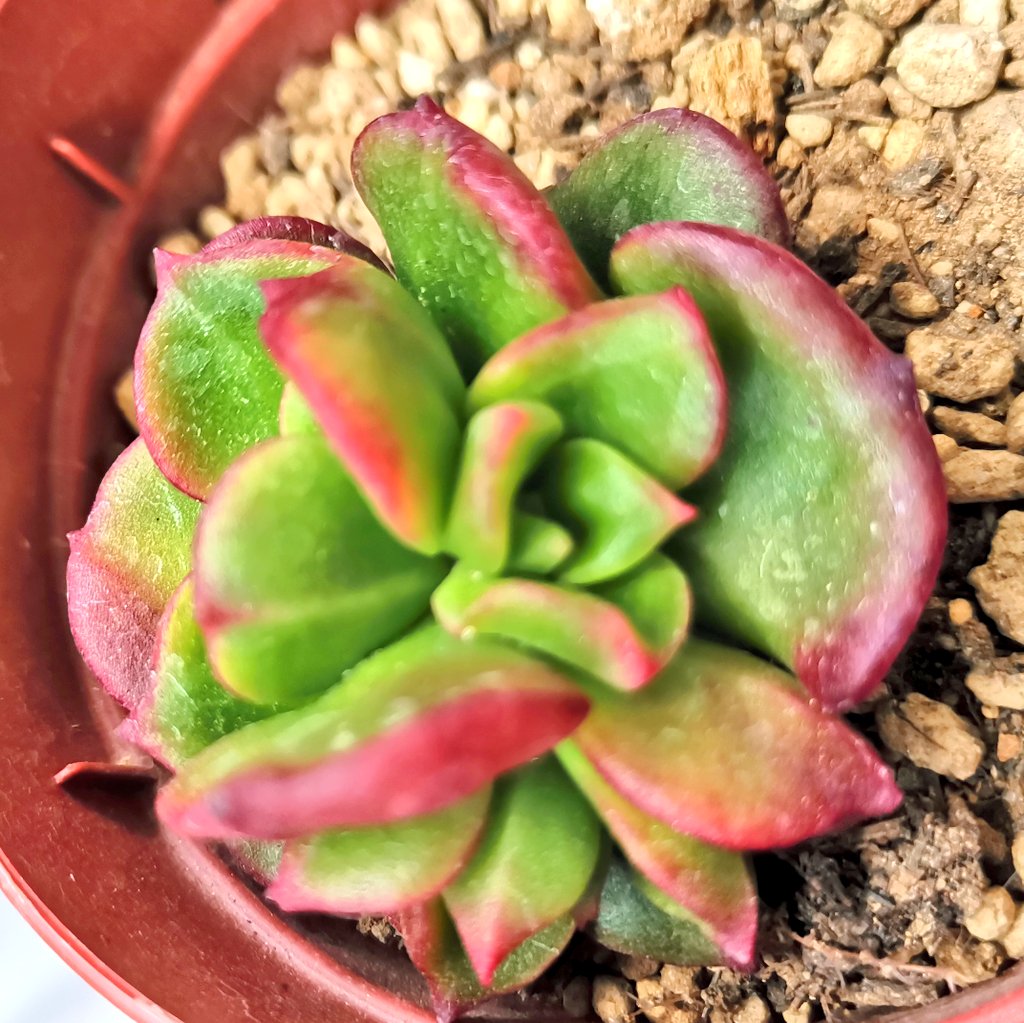 多肉植物 久米の舞♡抜き苗(^○^) 227久米の舞｜🍀GreenSnap（グリーンスナップ）