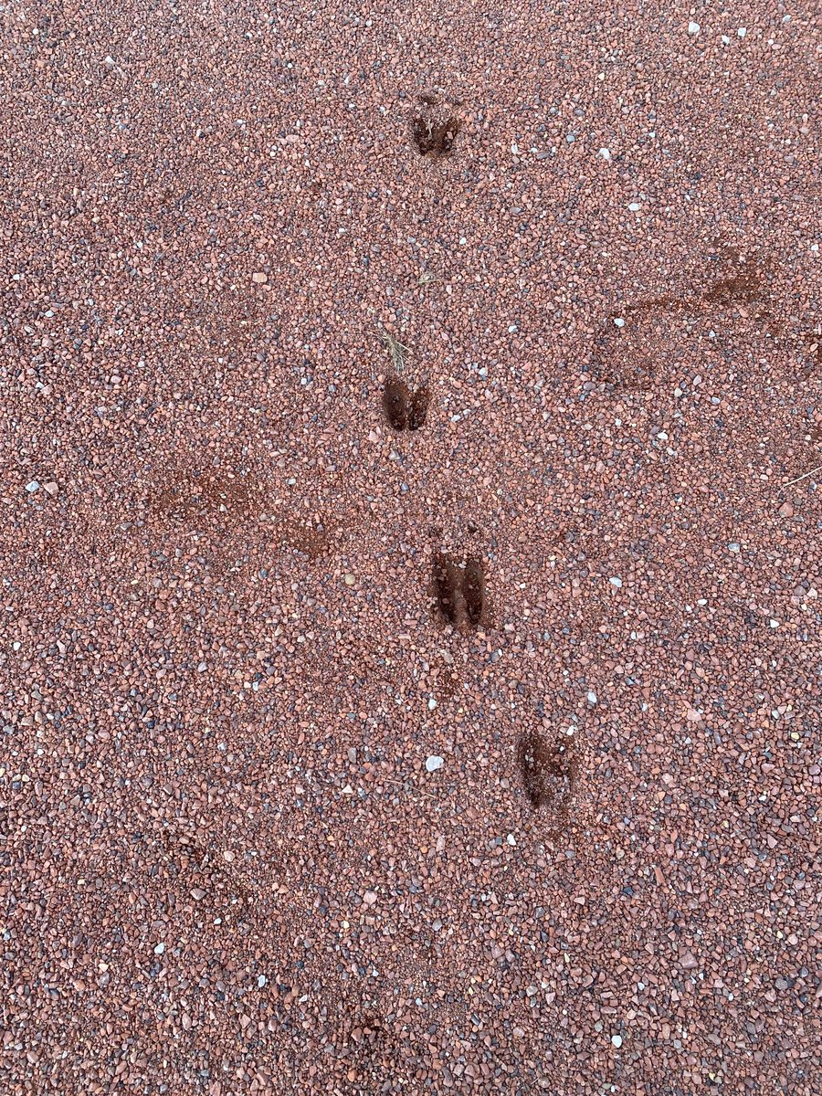 ev_boystrack's tweet photo. Had some help checking the track this week!!! 🦌🦌 #spring #notquiteready https://t.co/geRWMjC99S