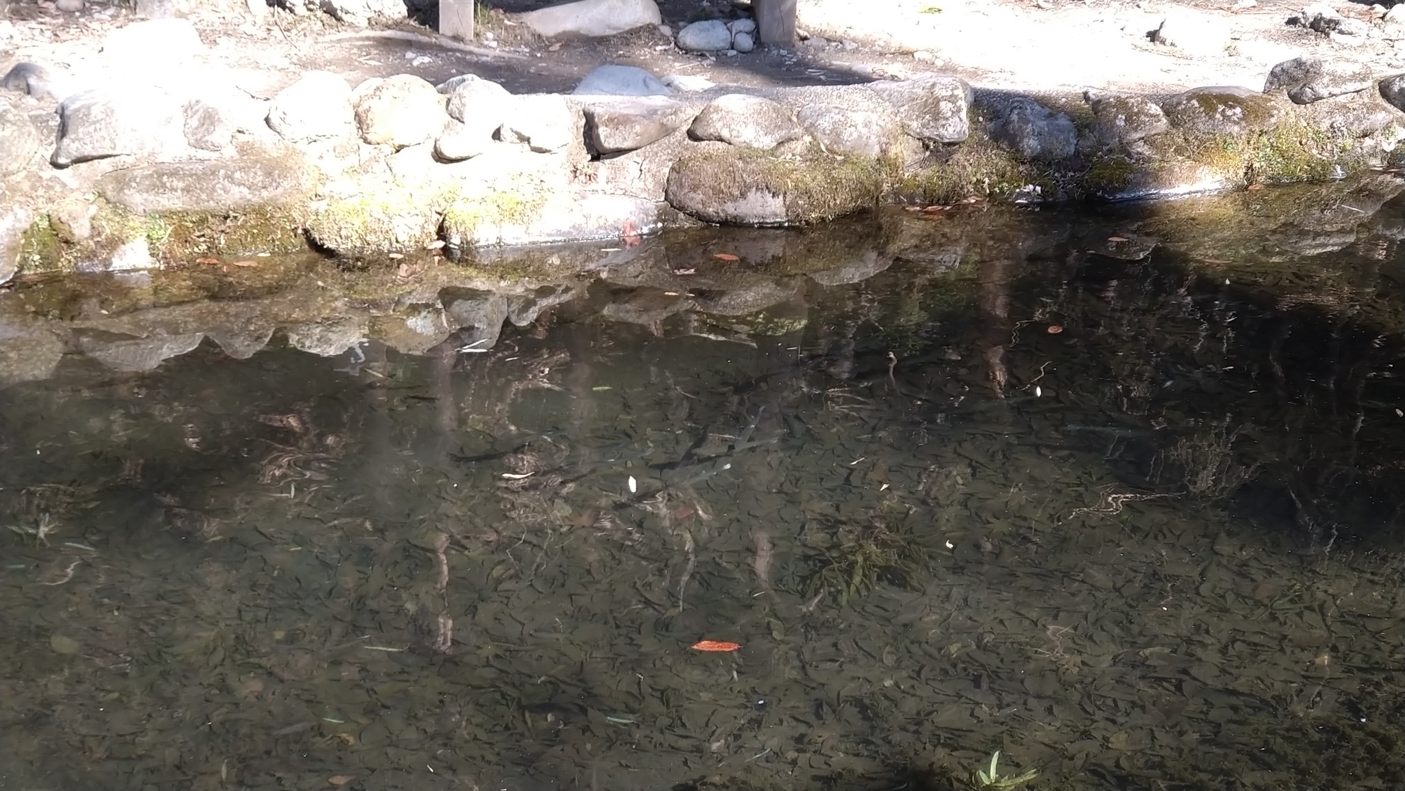 那須フィッシュランド Nasufishland Twitter