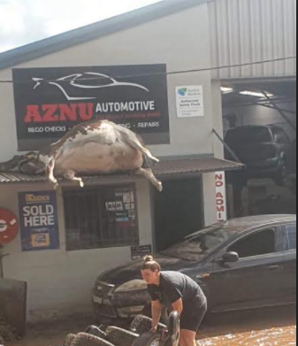 The bloated carcass of a dairy cow lies on the veranda of a Lismore auto shop shows the high water mark of the catastrophic NSW Northern Rivers floods
bit.ly/3tA0YqK
<a href="/theweeklytimes/">The Weekly Times</a>
<a href="/AusDairyFarmers/">ADF</a> @VFF_UDV <a href="/Dairy_Australia/">Dairy Australia</a> <a href="/DairyConnect/">Dairy Connect</a> <a href="/MurrayHicksind4/">Hicksind4Nicholls</a> <a href="/eastAUSmilk/">eastAUSmilk</a>