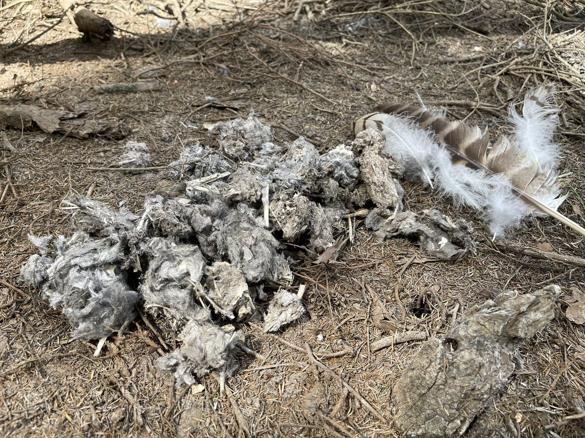 A massive pile of owl vomit! Trackers on owls can certainly help find well used roosting sites pretty quickly. Anyone for a career in owl vomitology?