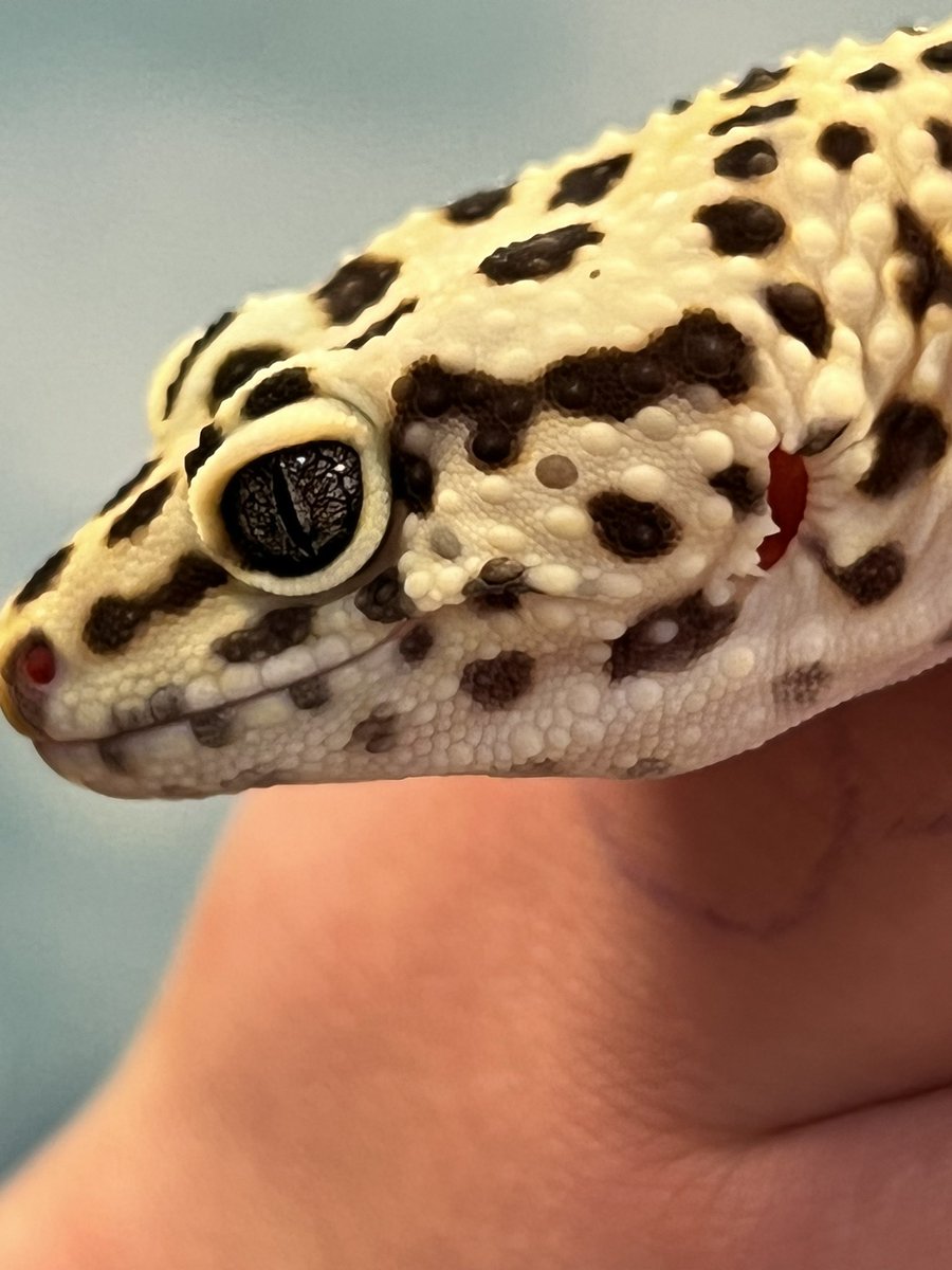 buzzingbailey's tweet image. Dexter, our classroom leopard gecko.