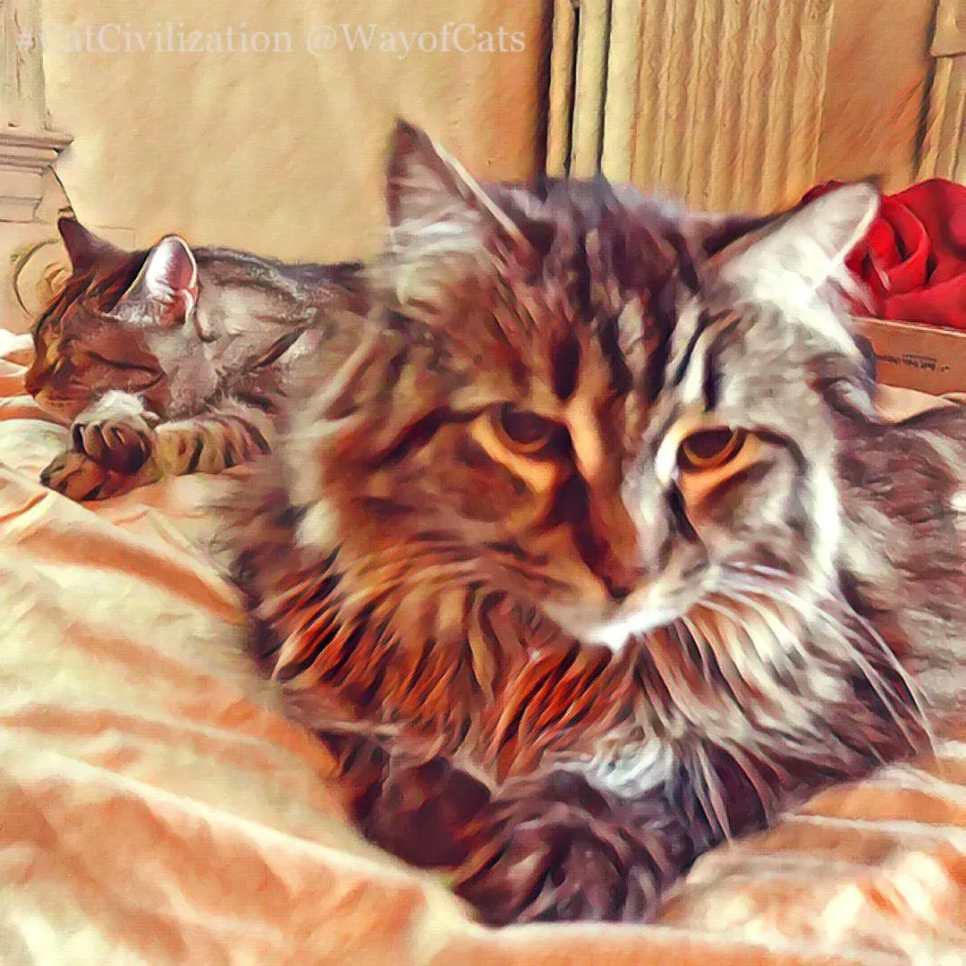 WayofCatsbook's tweet image. Cats are nature's supercapacitors. Not lazy. *Pass-holders - the Way of Cats buff.ly/2DmcWOq

They are able to store, then expend, amazing amounts of energy.
#CatLovers #CatsOfTwitter #CatPrejudice #CatBrains