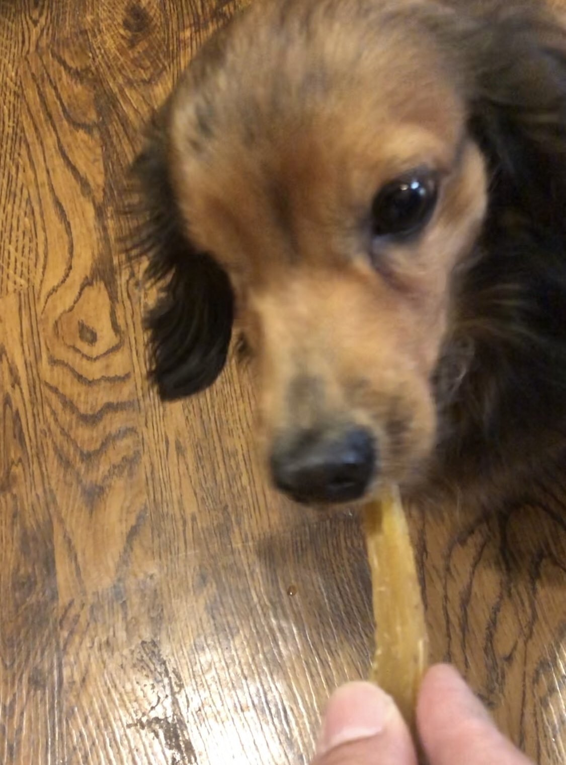 やきいもいいもん お芋大好きワンコのチーズ君 が来た サンプルの干し芋あげてみたらガッツキ過ぎだワン 焼き芋 アダチラブ 中央本町 焼き芋cafe 熟成焼き芋とステーキ Iimon2929 保護犬 T Co Llpexkaeas Twitter