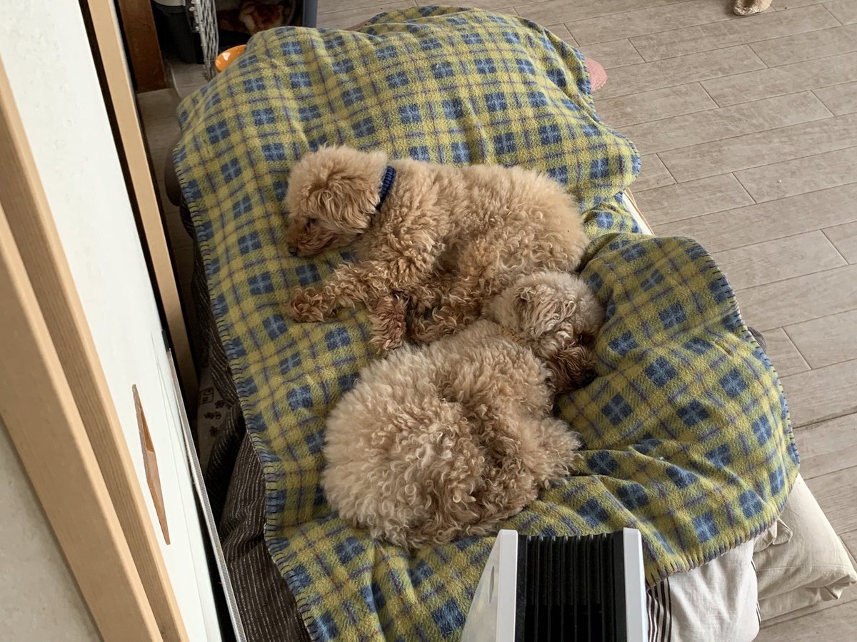 ouia_17's tweet photo. 視線を感じると思ったら、、 https://t.co/U2BJ3N1nMk