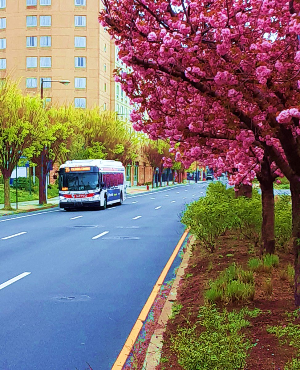 #Cherryblossom
#septa 
#photoart 
#PhillyPhotography
#streetphotography 
#Photoview
#Photoshowcase