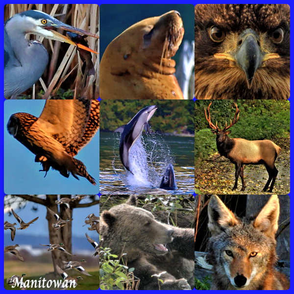 Manitowan's tweet image. Today is #WorldWildlifeDay so I put together a few #naturephotos I&apos;ve taken this year. #nature #naturelovers #wildlife #britishcolumbia @weathernetwork #animals #birds #wildeyes @kathcupe @CanGeo #naturephotography #wetlands @explorebc #pacific @miawgordon