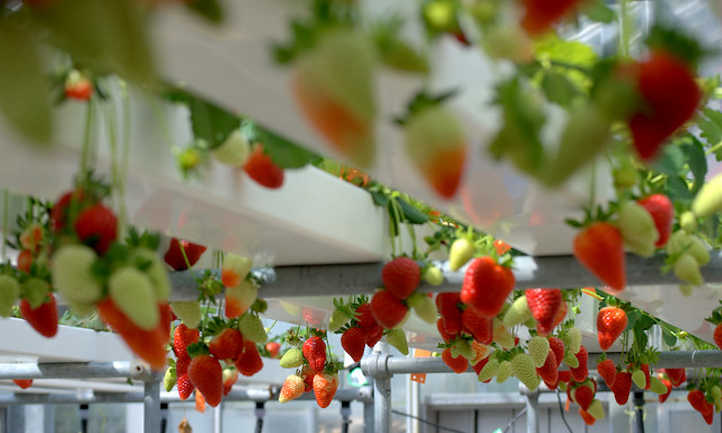 The future of #farming will be hydroponics as modern #agriculture
