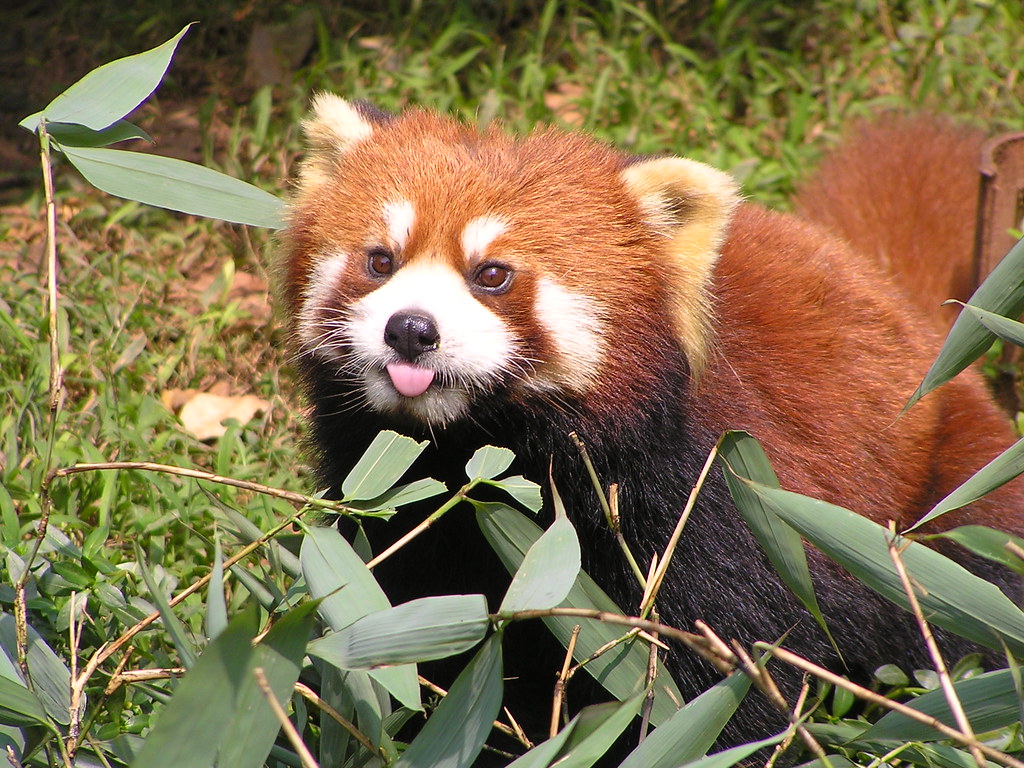 Малая панда чем питается. Красная Панда. Красная бамбуковая Панда. Енотовидная Панда. Малая красная Панда.