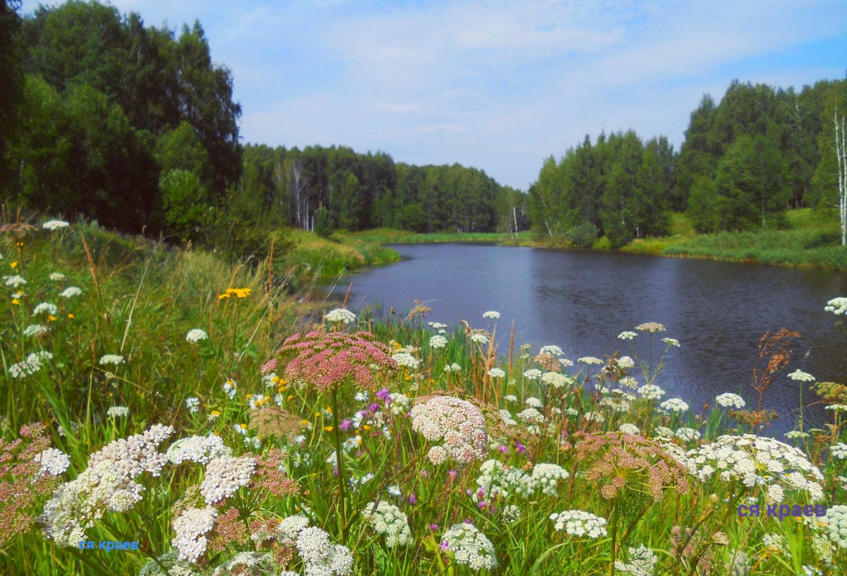 Поля золотистые, травы шелковые, цветы всюду усеяны, небо глубокое синее.. Конечно, это Россия.