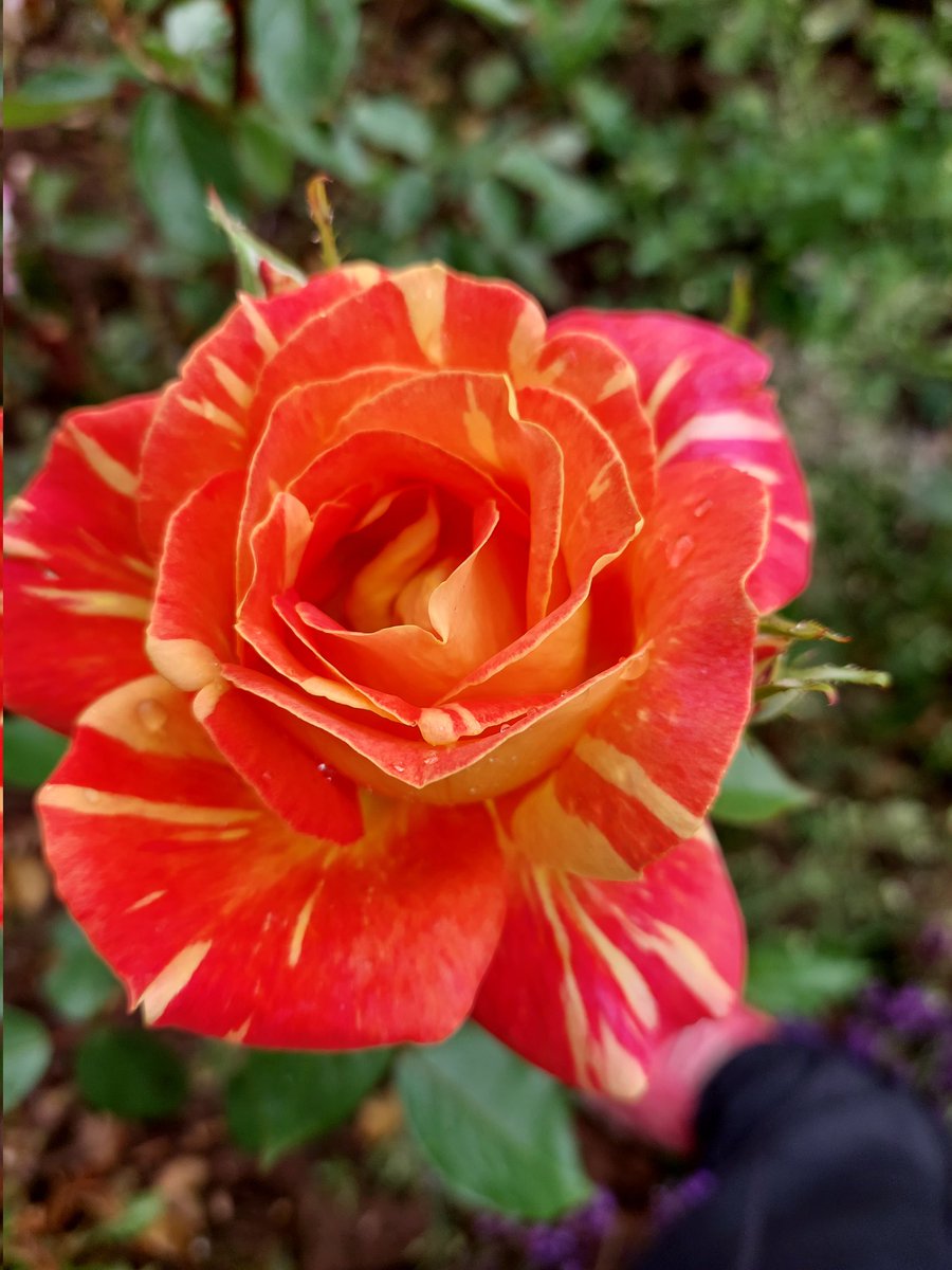 EvelynMay51's tweet photo. #rosewednesday Good morning dear friends everywhere 😊 😘🤗🙏
Wishing you all a safe and peaceful day filled with kindness and love... Bless you all 🙏💙💛🇺🇦
🌻🌺🌼🌷🌺🌻🌼🌷 https://t.co/Ow9c88vTxc