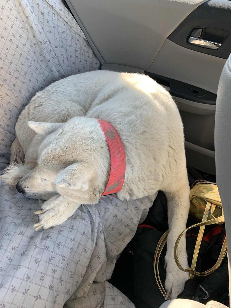 EHEasy's tweet image. #LLSNOW #JapaneseAkita #FullBread #SheWasMyBABY