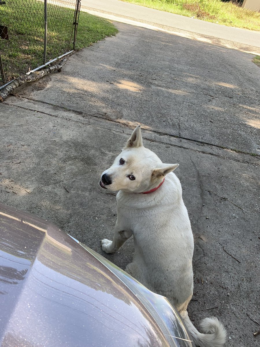 EHEasy's tweet image. #LLSNOW #JapaneseAkita #FullBread #SheWasMyBABY